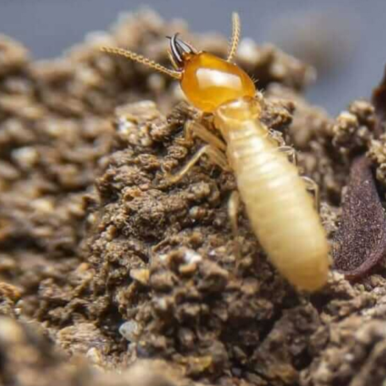Termite Control Coomera